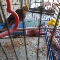 یک عدد عروس پاریس نره برای فروشی|پرنده|کارون, |دیوار