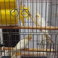 فروش یک جفت طوطی عروس بالغ  نر و ماده