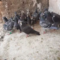 ۲۰عدد کفترماده پرشی ارتیست المانی