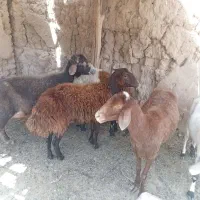 دو عدد شیشک و یک عدد بز