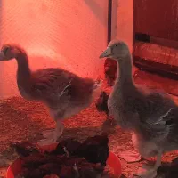 جوحه غاز تولوز فرانسوی