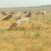 گله بز معاوضه