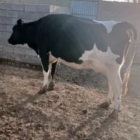 گاو آبستن شیر بالا|حیوانات مزرعه|اسفراین, |دیوار