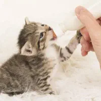 گربه نیازمند به سرپرست