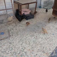 مرغ و خروس بومی وجوجه