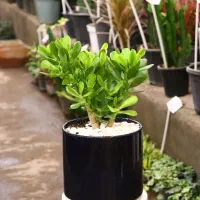 گیاه ثروت با گلدان سرامیکی|گل و گیاه طبیعی|مشهد, نیروی هوایی|دیوار