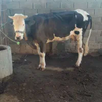 گاو ۶ ماه ابستن|حیوانات مزرعه|کرخه, |دیوار