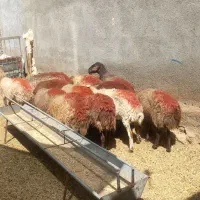 ۱۲راس میش گلگی ابستن