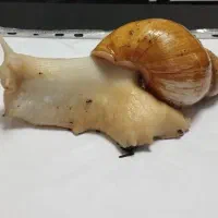 حلزون زنده بالغ|خزنده|پاکدشت, پاکدشت (مامازند)|دیوار