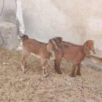 جفت کهره نر و ماده 4ماهه