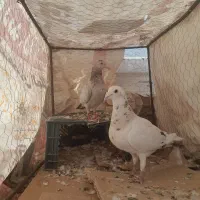 کفتر هفترنگ|پرنده|اقبالیه, |دیوار