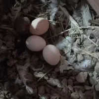 مرغ  تخم گذار عربی و خروس