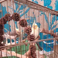 عروس هلندی جوان یک جفت نر و ماده|پرنده|قم, دروازه ری|دیوار