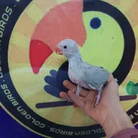 ملنگو رنگی خاص طوطی اسکندر کوچک