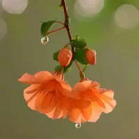 تدریس خصوصی آیلتس