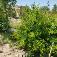 باغچه ۸۰۰ متری نظام آباد|فروش زمین و ملک کلنگی|اسلامشهر, کاشانک|دیوار