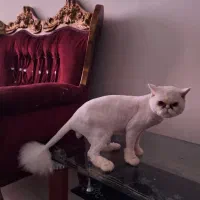 توله گربه پرشین اصیل|گربه|اهواز, زیتون کارمندی|دیوار