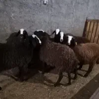 بره ماده های اصیل شال|حیوانات مزرعه|تاکستان, |دیوار