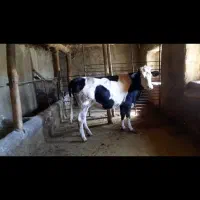 تلیسه سمینتال آبستن ۸ ماهه|حیوانات مزرعه|سروآباد, |دیوار