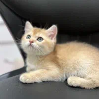 گربه بریتیش گلدny11 بسیار اصیل