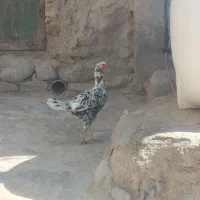 ماکیان