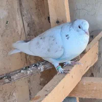 ۳۰ تا کفتر پرشی