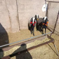 ۵راس شیشک میش شال اصل|حیوانات مزرعه|مرودشت, تخت جمشید|دیوار