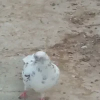 کبوتر|پرنده|اردکان, |دیوار