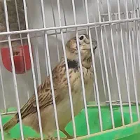 سهره جوجه  امسال نر ریزخوانی میکنه همراه قفس