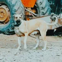 ماده سرابی اصیل