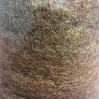 ریشه زعفران