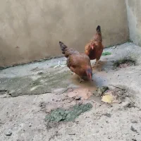 دو عدد مرغ