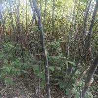 نهال های دسته بیلی انواع گردو برای باغ شهری و ویلا