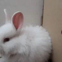 خرگوش تزیینی