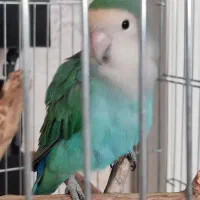 طوطی برزیلی