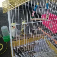 عروس هلندی نروماده