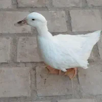 اردک|پرنده|کویرات, |دیوار