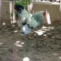 خروس برهما