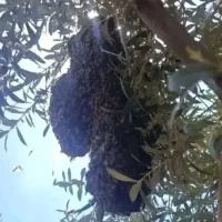 خرید و فروش بچه زنبور