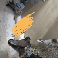 کفتر بوم|پرنده|مشهد, کوشش|دیوار