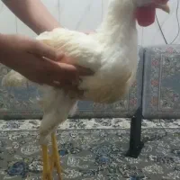 خروس