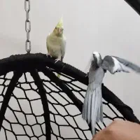 جفت عروس هلندی|پرنده|سوسنگرد, |دیوار