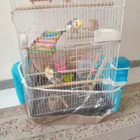 عروس هلندی