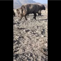 کاوه قوچ بختیاری