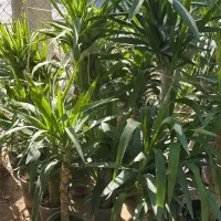 نیاز مند باغبان برای کشاورزی