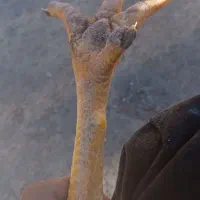 لاری افغان|حیوانات مزرعه|فاضل آباد, |دیوار