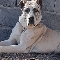 توله نر 9 ماهه|سگ|خلیل آباد, |دیوار