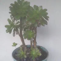 گل و گیاه طبیعی|گل و گیاه طبیعی|سلمانشهر, |دیوار