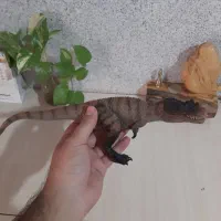 فیگور دایناسور|اسباب‌‌بازی|قائم‌شهر, |دیوار