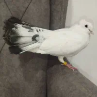 کبوتر دم چتری